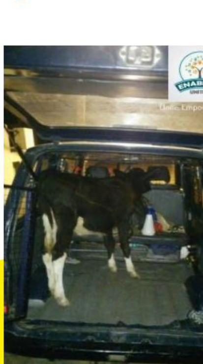 Bozo Wags rescue transport vehicle
